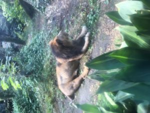 おがさわらあい 上野動物園 シャンシャン