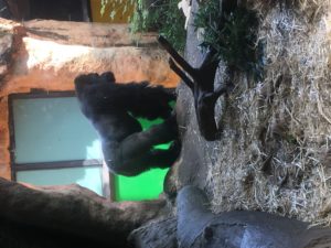 おがさわらあい 上野動物園 シャンシャン