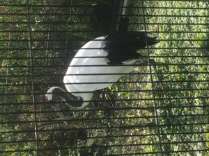 おがさわらあい 上野動物園 シャンシャン